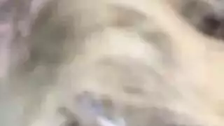 فيديوهات سادية نيك شرموطه كلبه